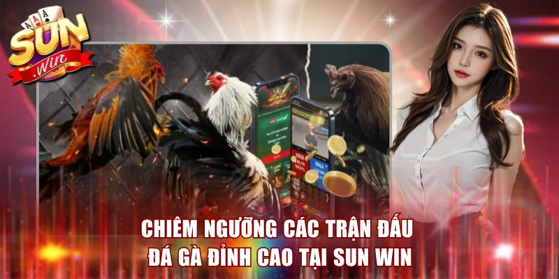 Sun Win Taixin88 - Nhà Cái Cá Cược - Sẵn Sàng Bùng Nổ Mọi Trải Nghiệm 11 Chiêm ngưỡng các trận đấu đá gà đỉnh cao tại Sun Win